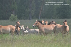 ПЕРШІ ЛОШАТА: У Чорнобильській зоні табун коней Пржевальського педставив світу поповнення