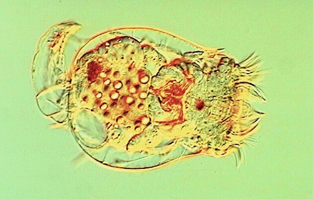 Коловратки вернулись к жизни после 24 тысяч лет в вечной мерзлоте