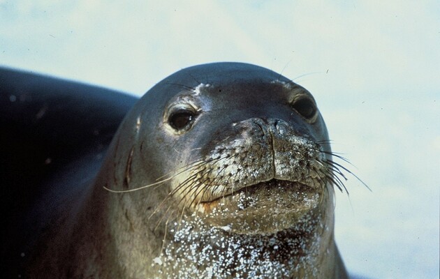 Вымирающий род тюленей в далеком прошлом обитал в Австралии – ученые