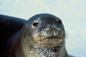 Вимираючий рід тюленів у далекому минулому жив в Австралії – вчені 