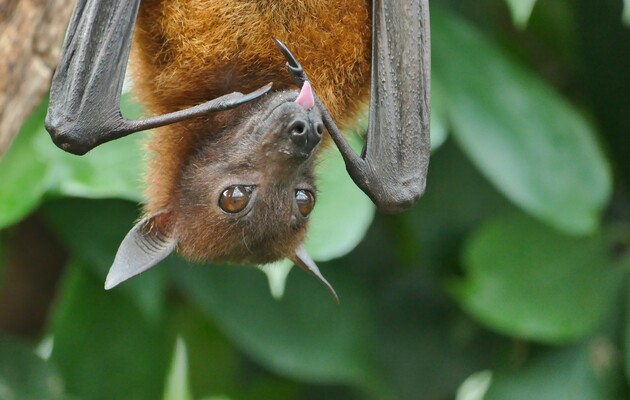 У кажанів знайшли 24 нових коронавіруси