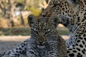В Індії двомісячного дитинча леопарда возз'єднали із матір'ю 