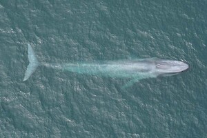 Вчені знайшли в Індійському океані нову популяцію синіх китів 