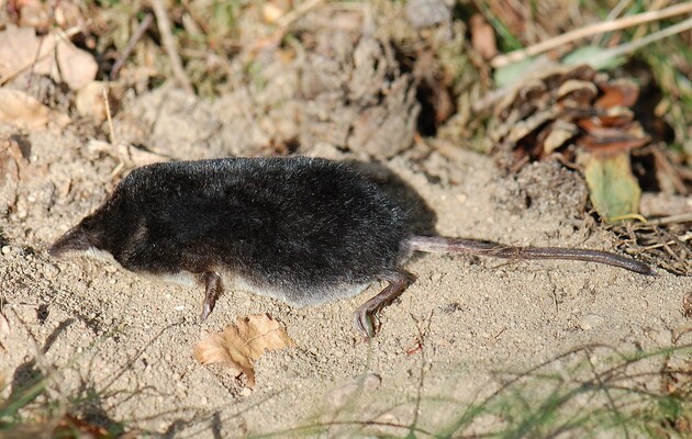 Вчені з'ясували, як рясоніжки отримали здатність пірнати