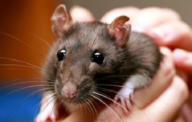 Самцеві щура вдалося виносити потомство