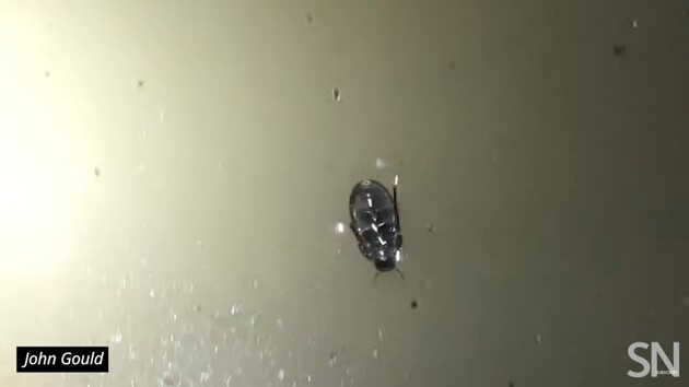 В Австралії знайшли жуків, які пересуваються по поверхні води догори ногами 
