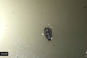 В Австралии нашли жуков, которые передвигаются по поверхности воды вверх ногами