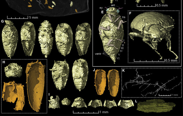 Жука Triamyxa coprolithica знайшли у копролітах динозавтра