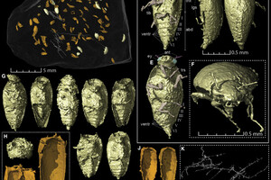Ученые нашли жуков, которых миллионы лет назад съел динозавр