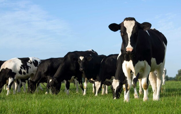 Бактерії зі шлунка корови виявилися здатні руйнувати пластик 