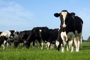 Бактерии из желудка коровы оказались способны разрушать пластик