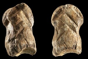 Неандертальцы изготовили украшение из кости оленя более 51 тысячи лет назад 
