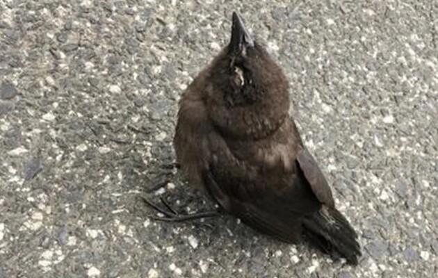 Птахи гинуть з невідомої причини