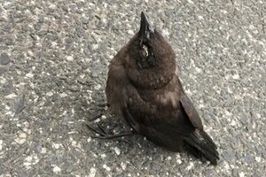 В США по необъяснимым причинам массово гибнут певчие птицы