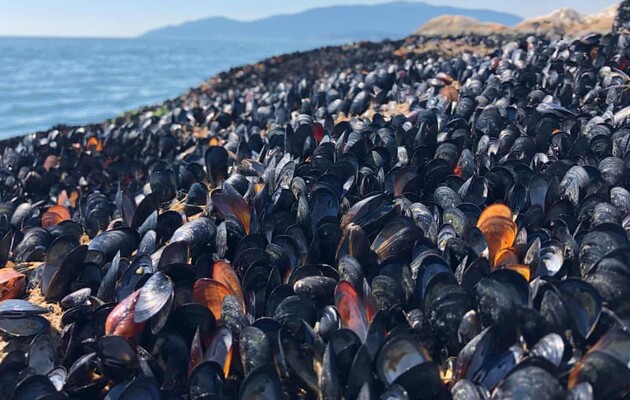 Мидии погибли из-за высокой температуры воды