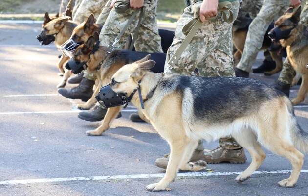 Собаки прикордонників вперше вийдуть на військовий парад до Дня Незалежності