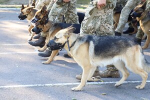 Собаки пограничников впервые выйдут на военный парад ко Дню Независимости 