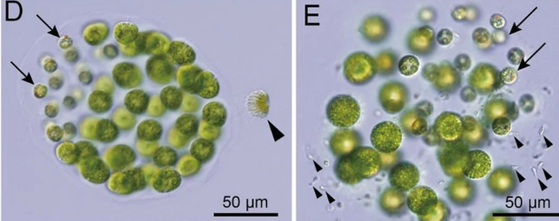 Водорості з трьома статями знайдено вперше