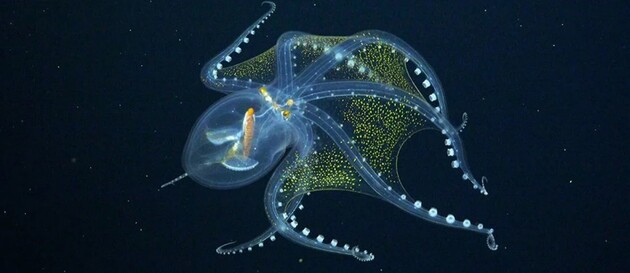 Зняти прозорого восьминога на відео вдалося вперше