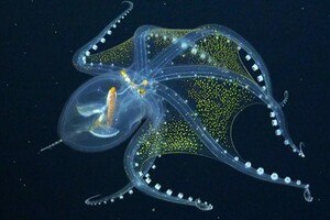 Ученые сняли на видео редкого прозрачного глубоководного осьминога