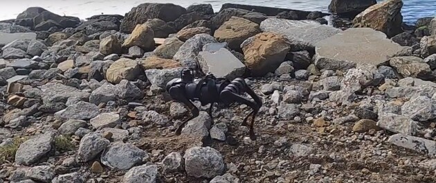 Робот спокойно передвигается по траве, песку, скользкой и скалистой поверхностях