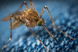 Ученые создали одежду, которая полностью защищает от укусов комаров
