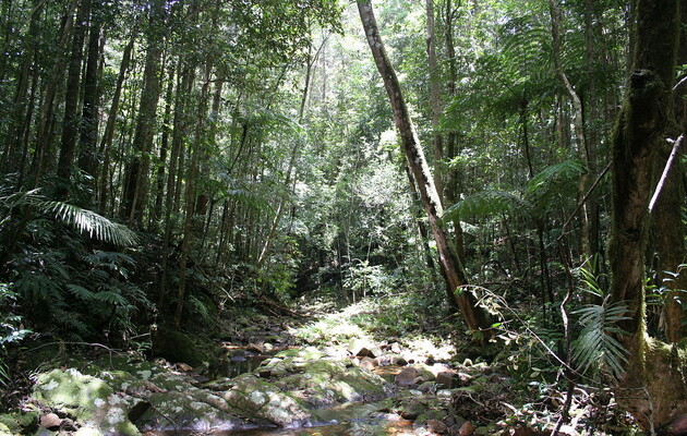 Часть лесов Амазонии начала выбрасывать больше углекислого газа, чем поглощать