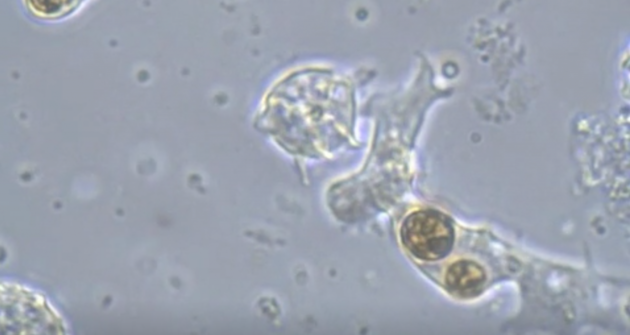 Корали поїдають водорості