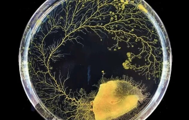 Позбавлена мозку цвіль здатна орієнтуватися в просторі