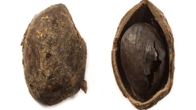  Під час розкопок знайшли 62 000 різних артефактів