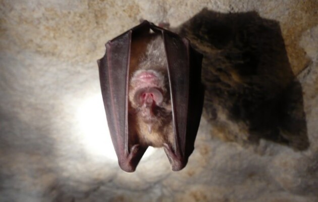 У подковоносов нашли новый вид коронавируса