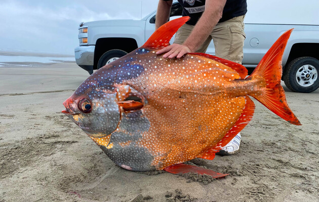У США на пляжі знайшли рідкісну гігантську рибу
