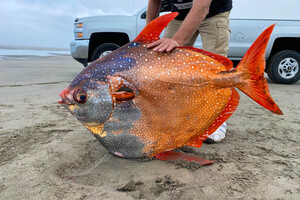 В США на пляже нашли редкую гигантскую рыбу 