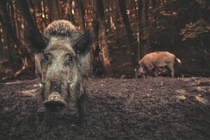 Дикі свині впливають на глобальне потепління сильніше за мільйон машин - вчені 