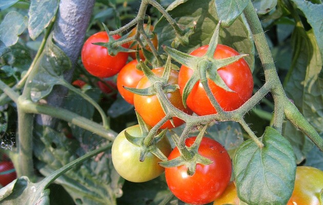 Плоди томатів здатні передавати рослині сигнал про небезпеку 