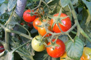 Плоди томатів здатні передавати рослині сигнал про небезпеку 