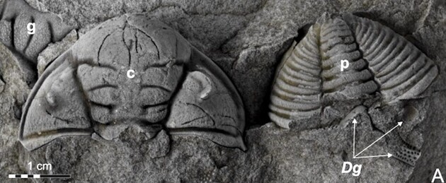 Палеонтологи нашли останки трилобита с тяжелыми травмами