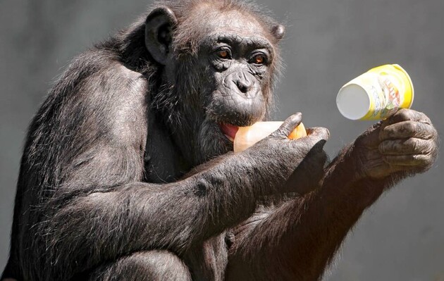 Зграя шимпанзе вбила двох горил