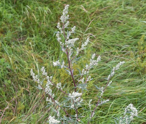 Полин виявився ефективним при лікуванні коронавірусної хвороби