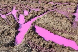 Рожеве поле на Рівненщині: фахівці встановили отруту