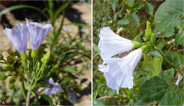 Вченим вдалося знайти п'ять нових видів рослин