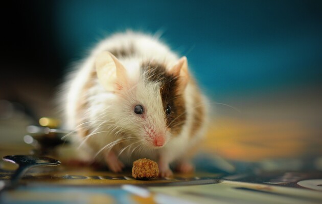 Миші можуть контролювати кількість дофаміну у своєму мозку 