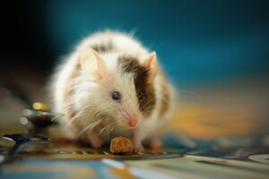 Миші можуть контролювати кількість дофаміну у своєму мозку 