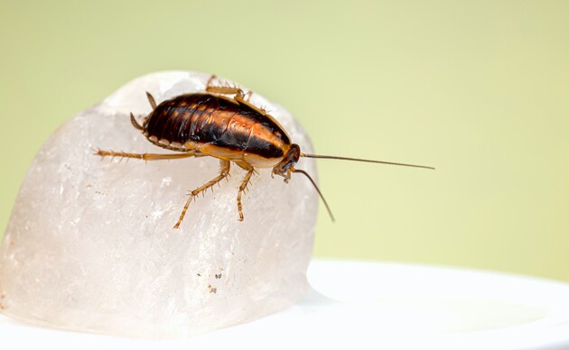 Ученые сделали самок тараканов непривлекательными для самцов 