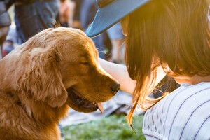 Собаки можуть розпізнавати брехню людини — дослідження