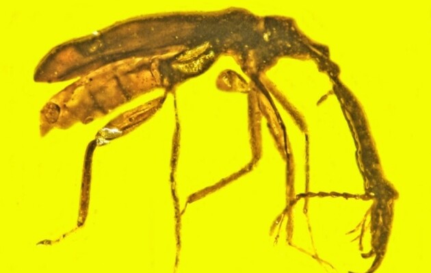 Ученые считают, что длинная головотрубка была только у самцов этих жуков