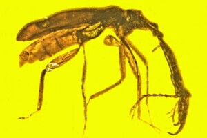 Ученые нашли в янтаре жука с огромным носом