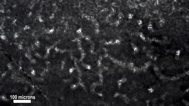 Ученые считают, что им удалось найти останки древнейшей губки