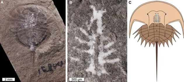 Палеонтологи знайшли сліди мозку тварини віком 310 мільйонів років 