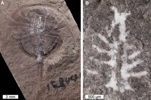 Палеонтологи знайшли сліди мозку тварини віком 310 мільйонів років 